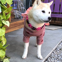 画像33130