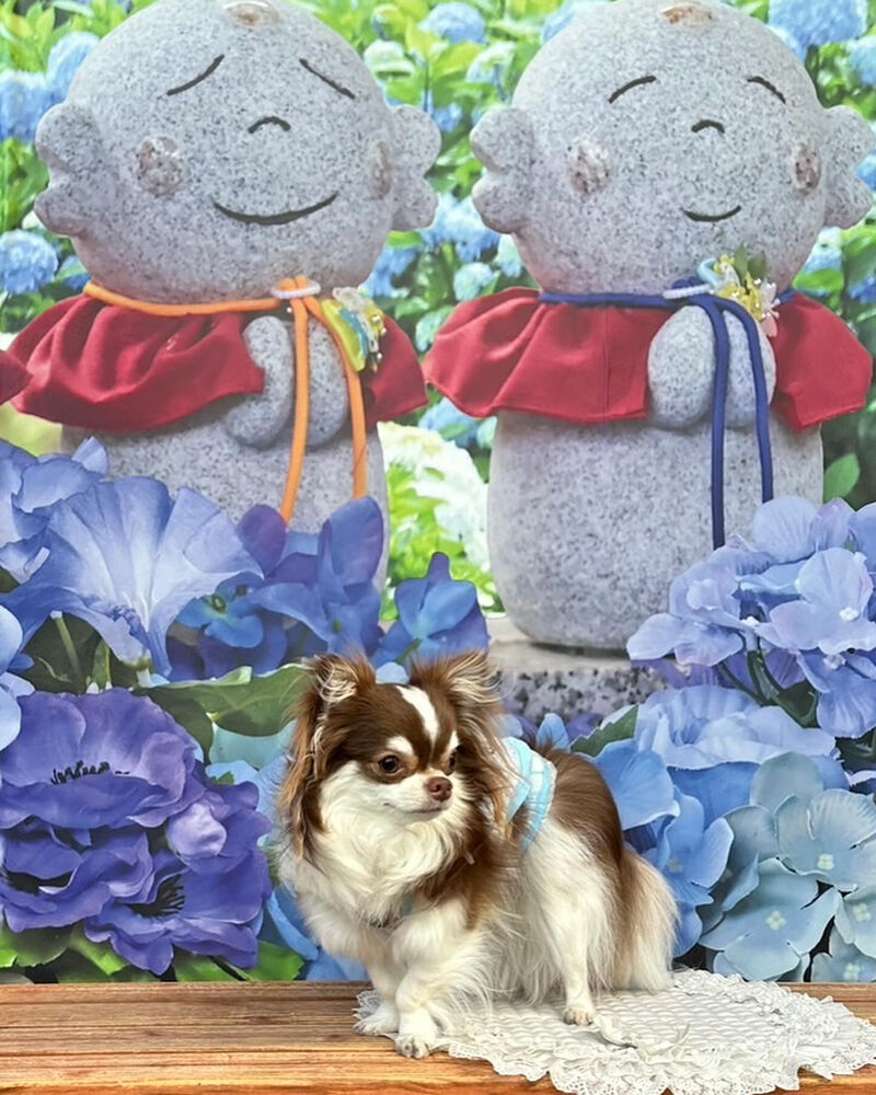 画像34441