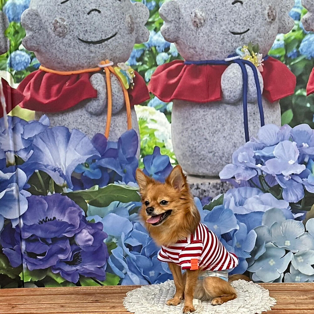 画像34453