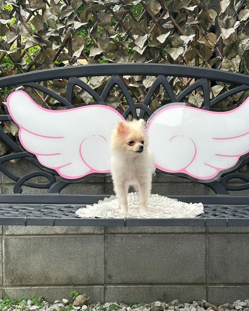 画像34482