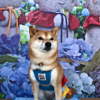 画像34534