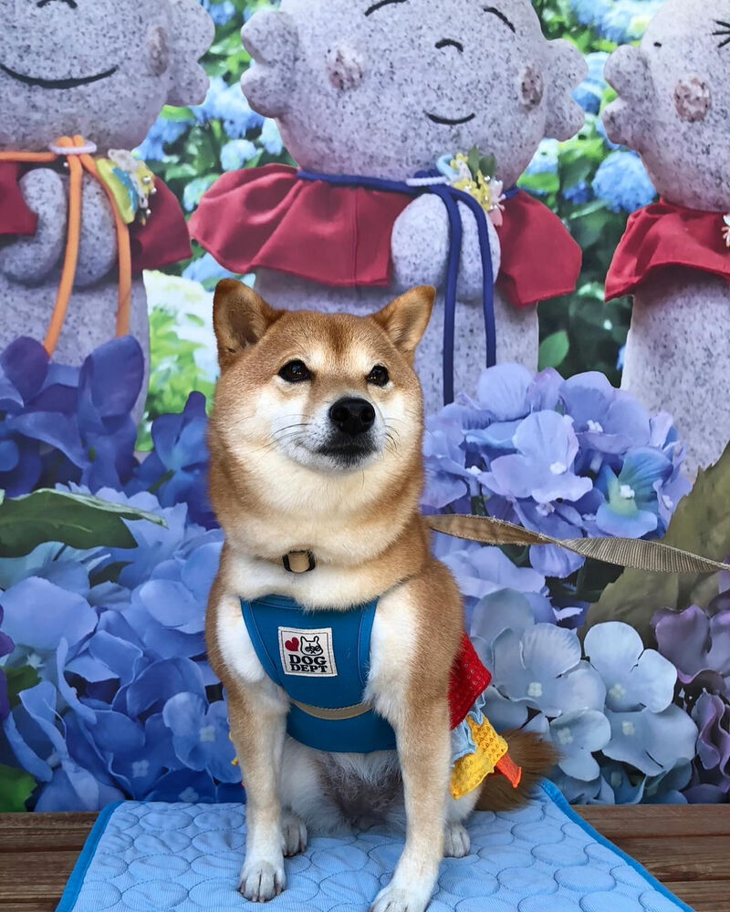 画像34534