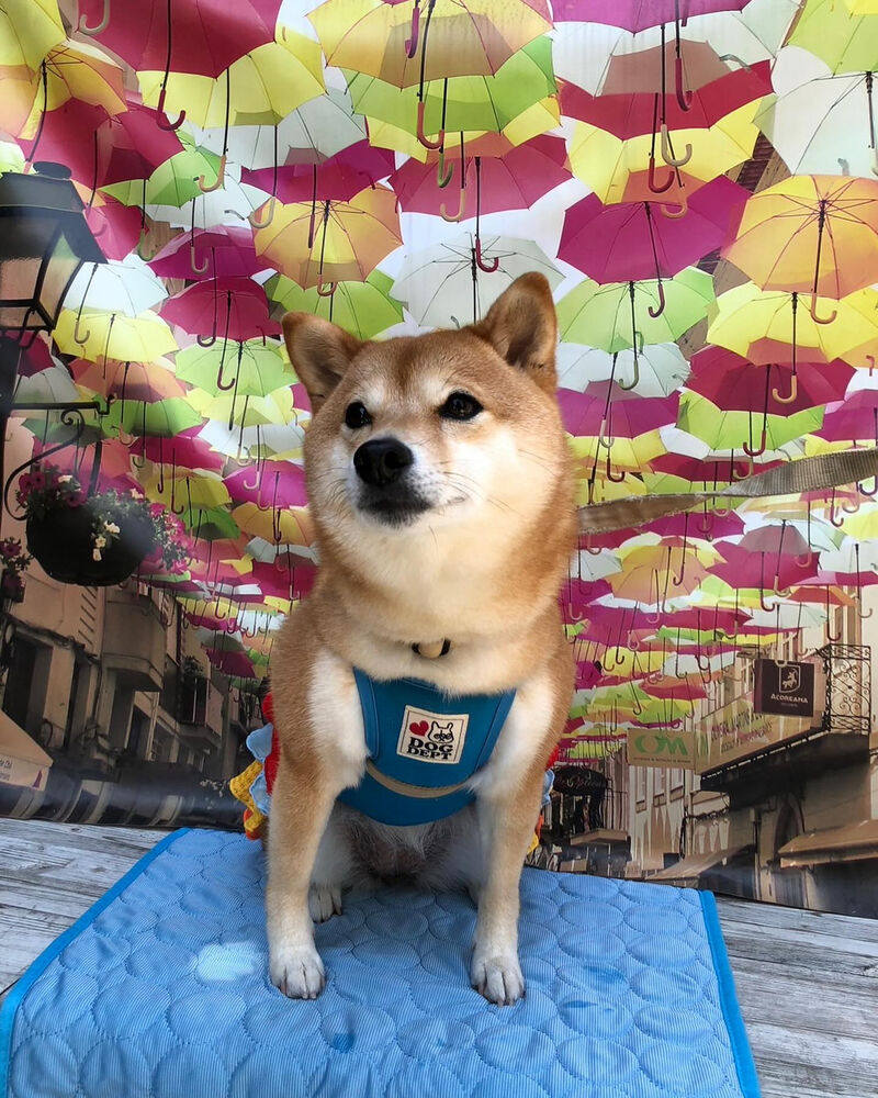 画像34535