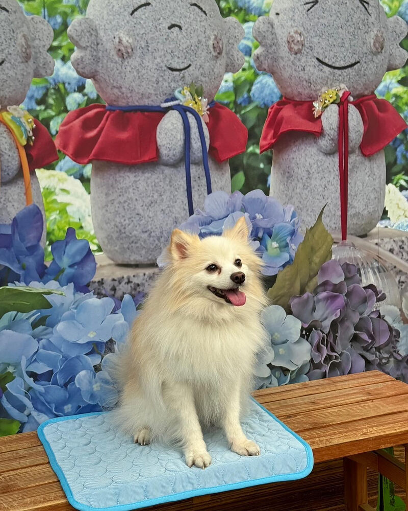 画像34784
