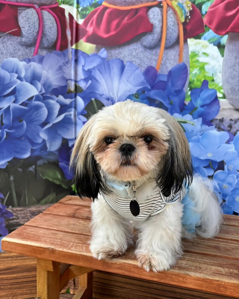 画像34864