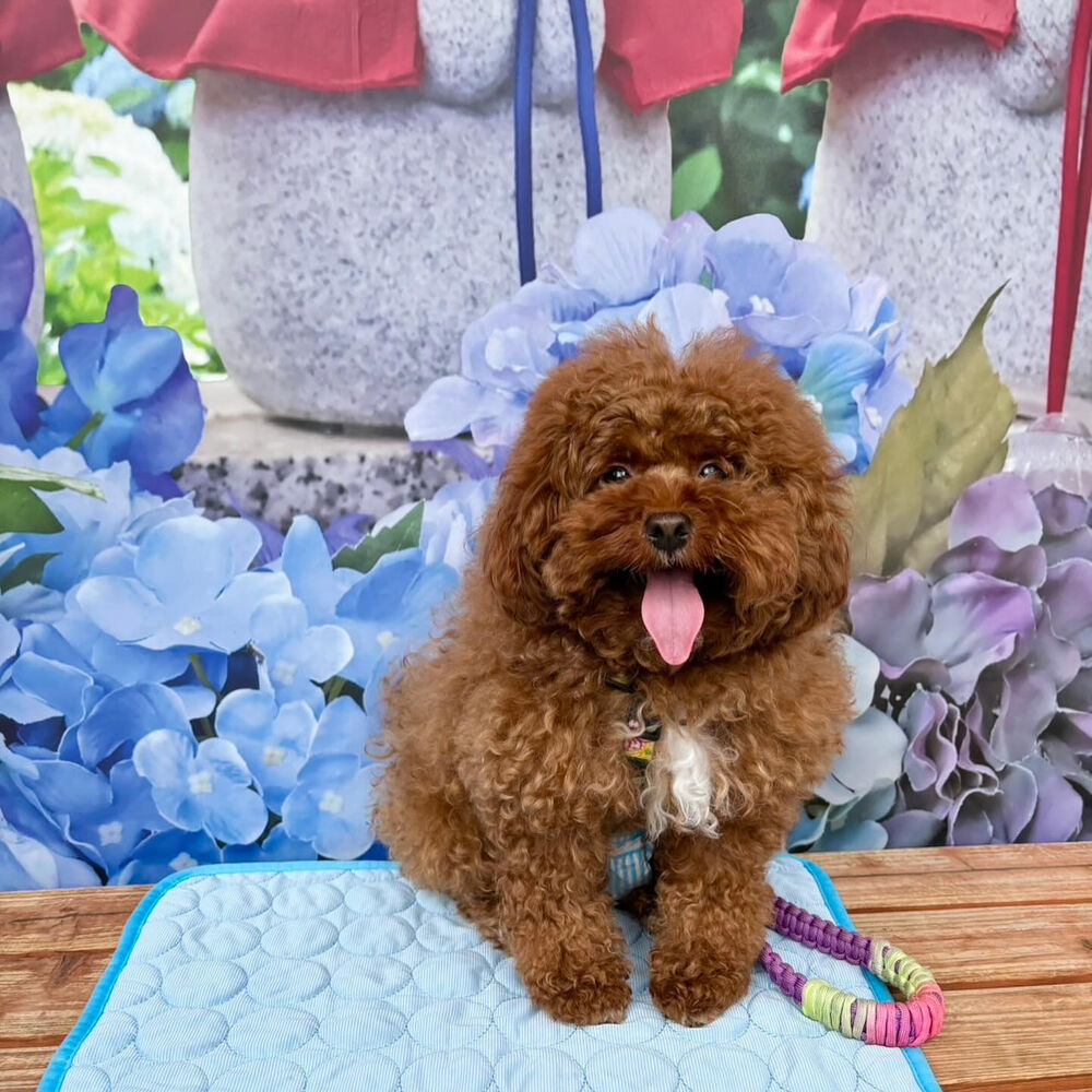 画像34877