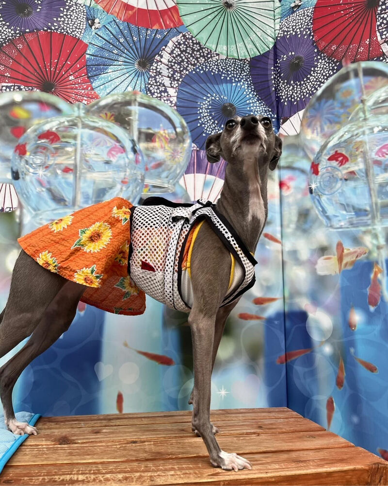 画像35017