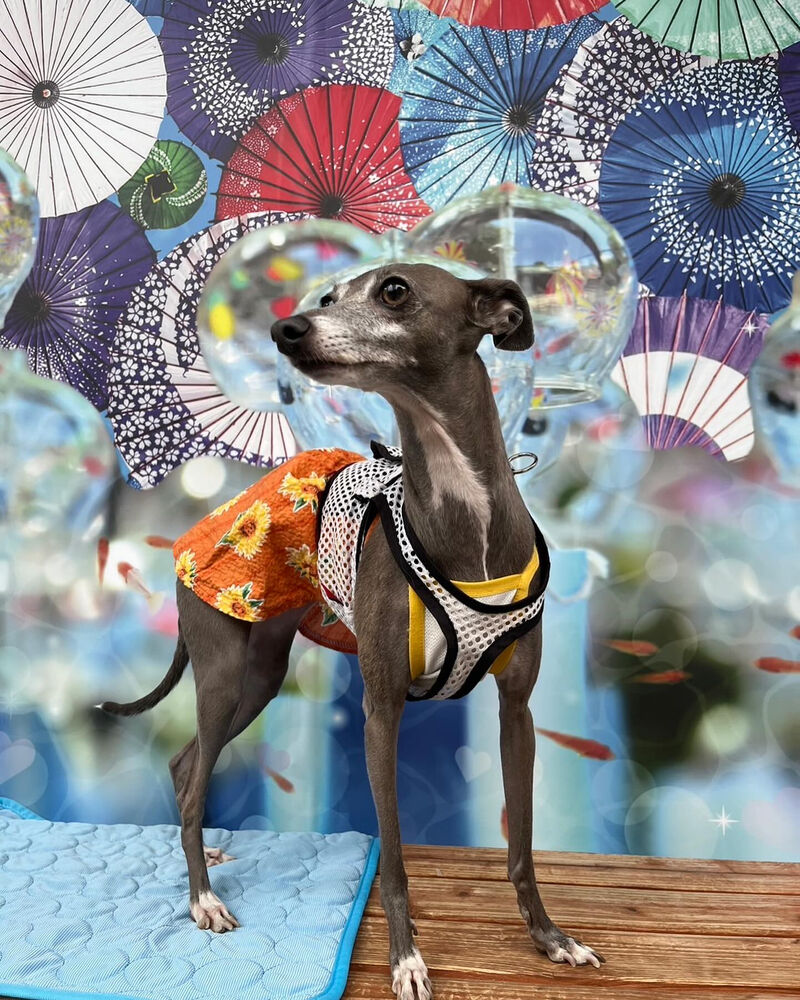 画像35019