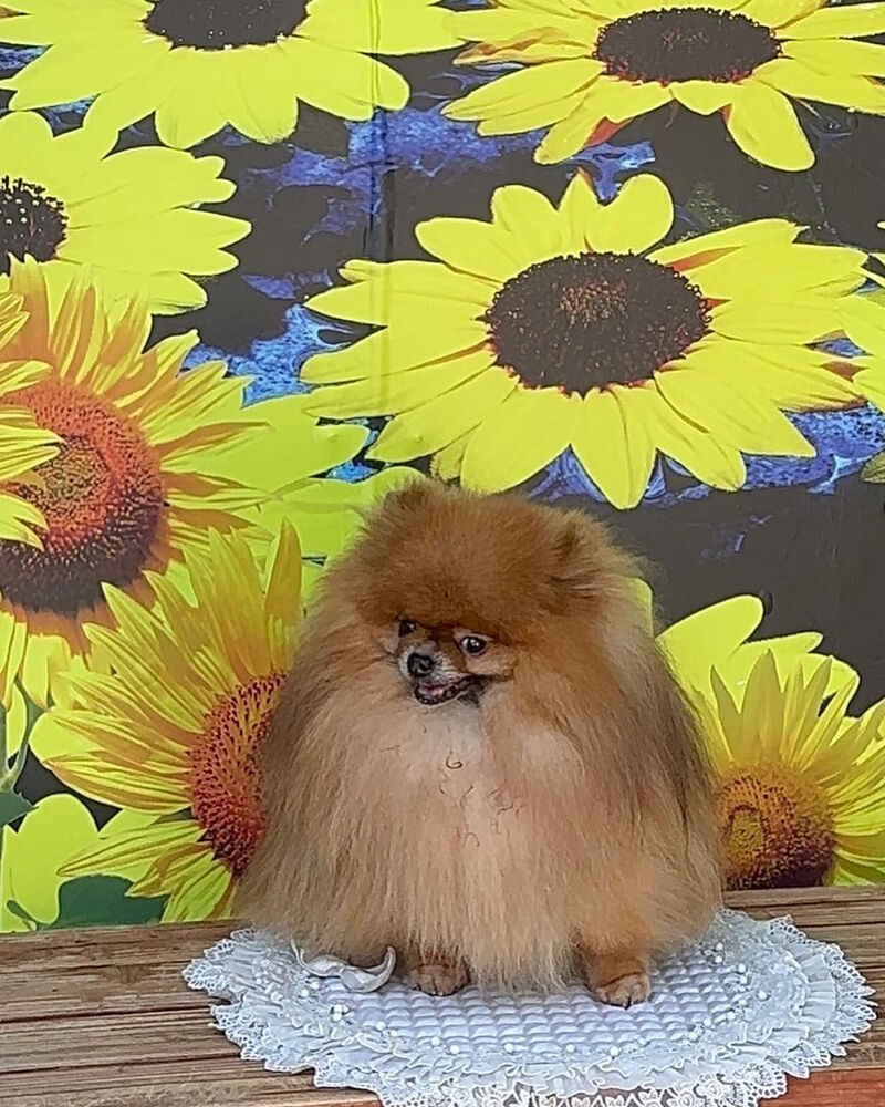画像36682