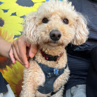 画像37208
