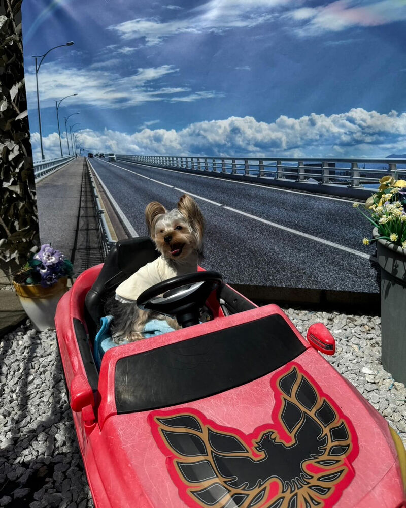 画像38239