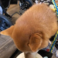 画像38291