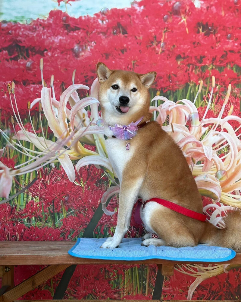 画像38343