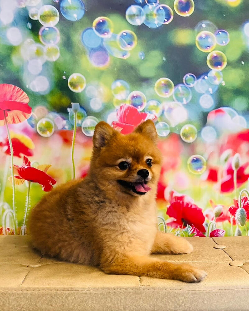 画像38941