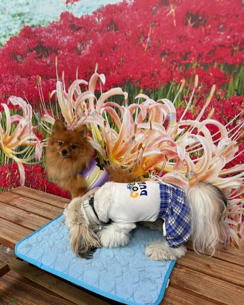 画像38975