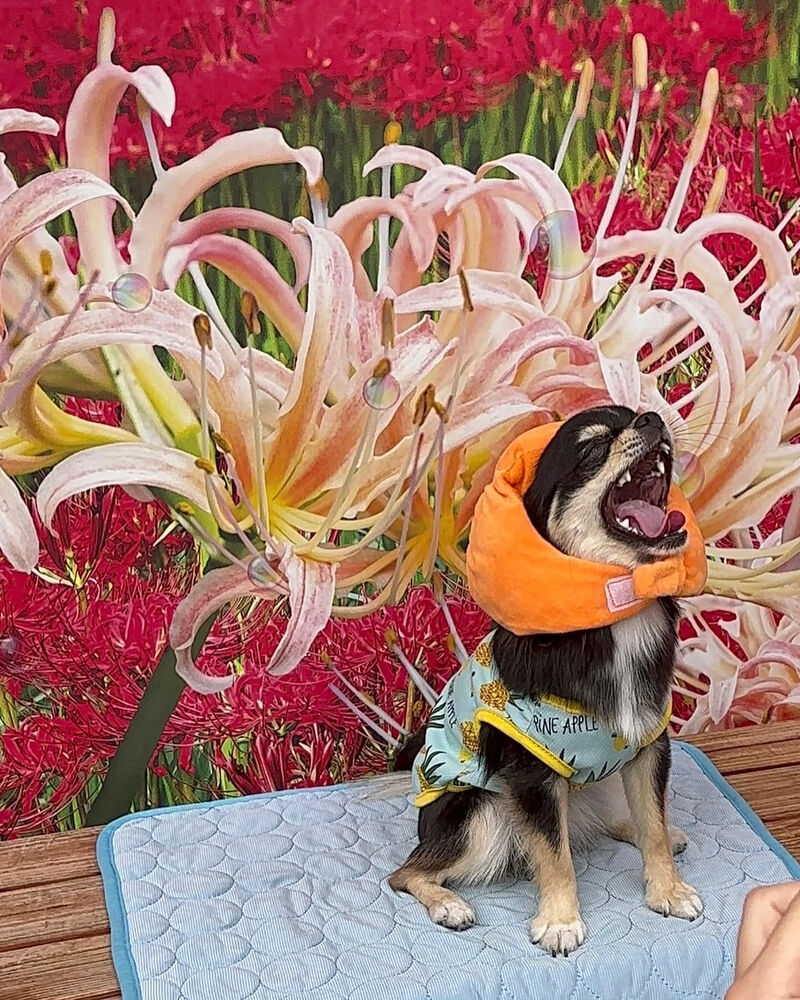 画像39122