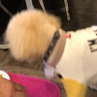 画像39335