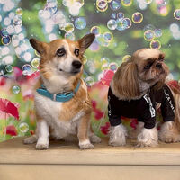 画像40049