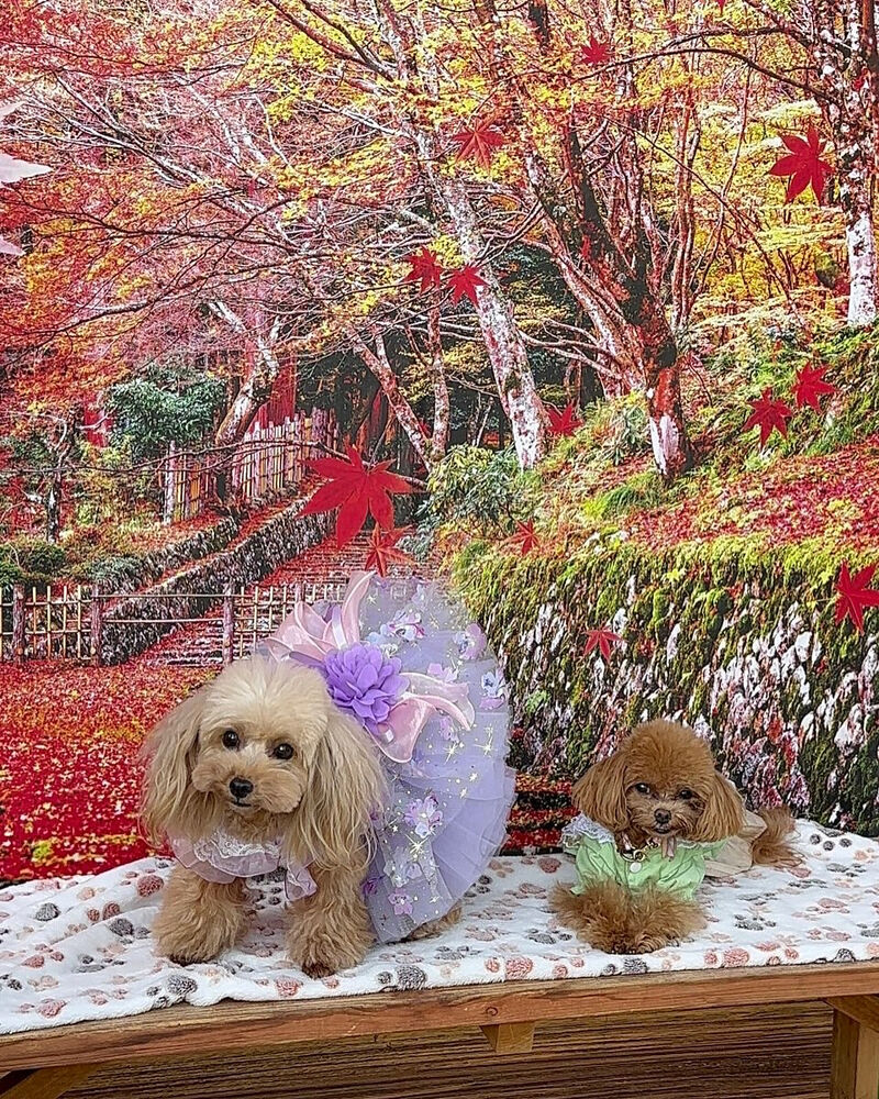 画像41115