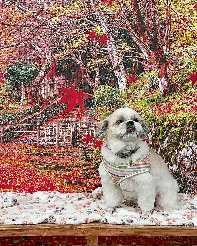 画像41126