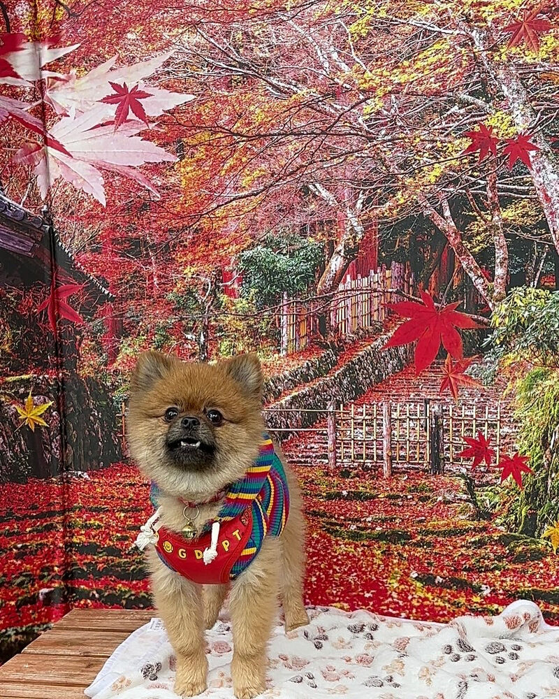 画像41154