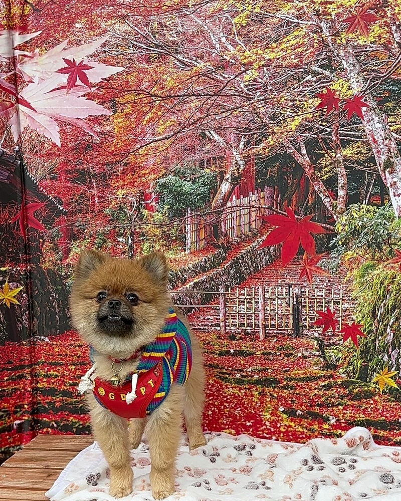 画像41155