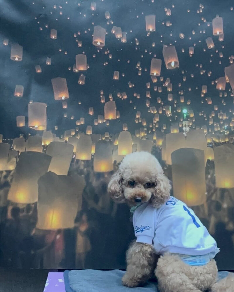 画像41175
