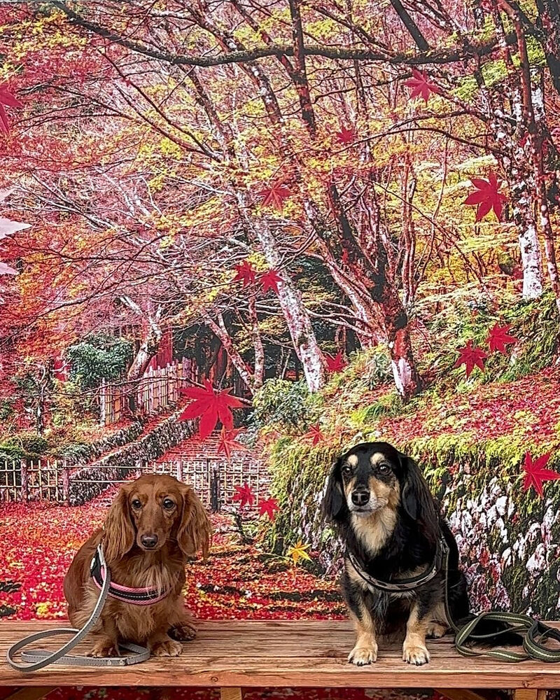 画像41200