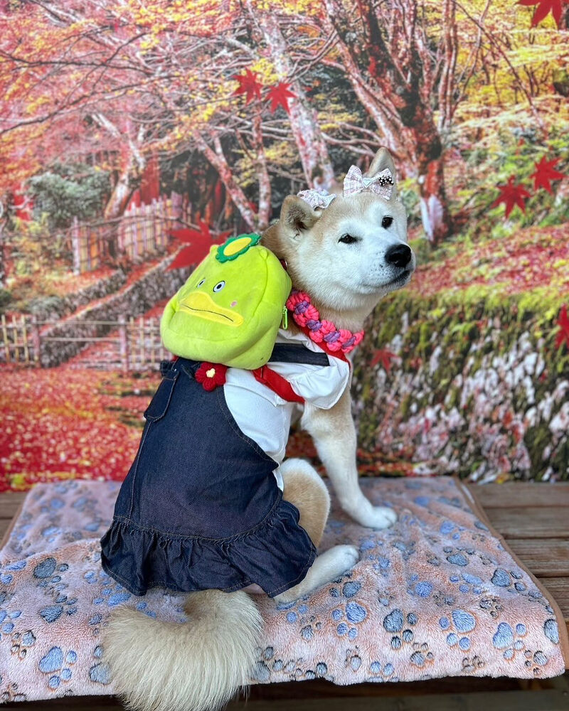 画像41246