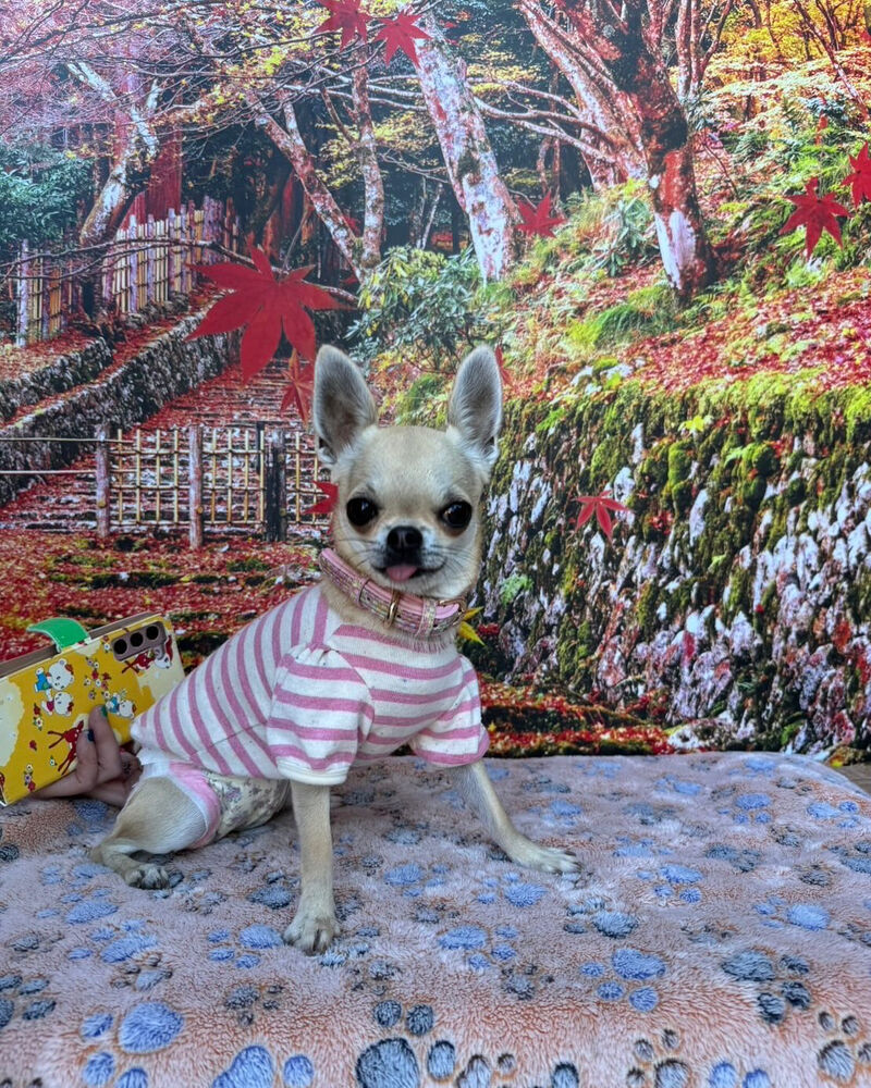 画像41281