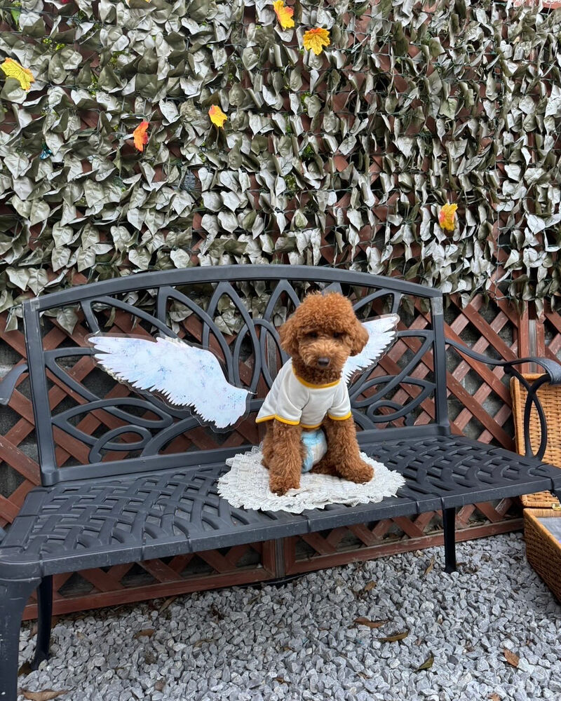 画像41328