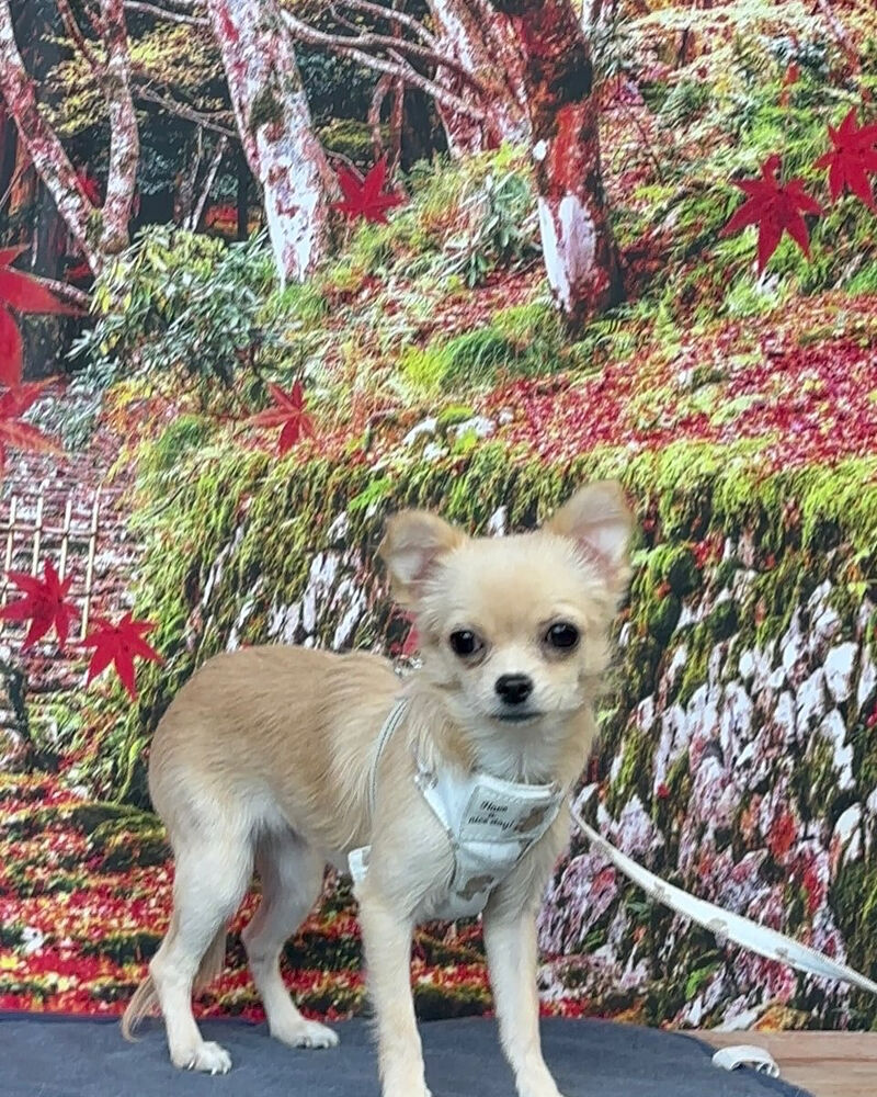 画像41494