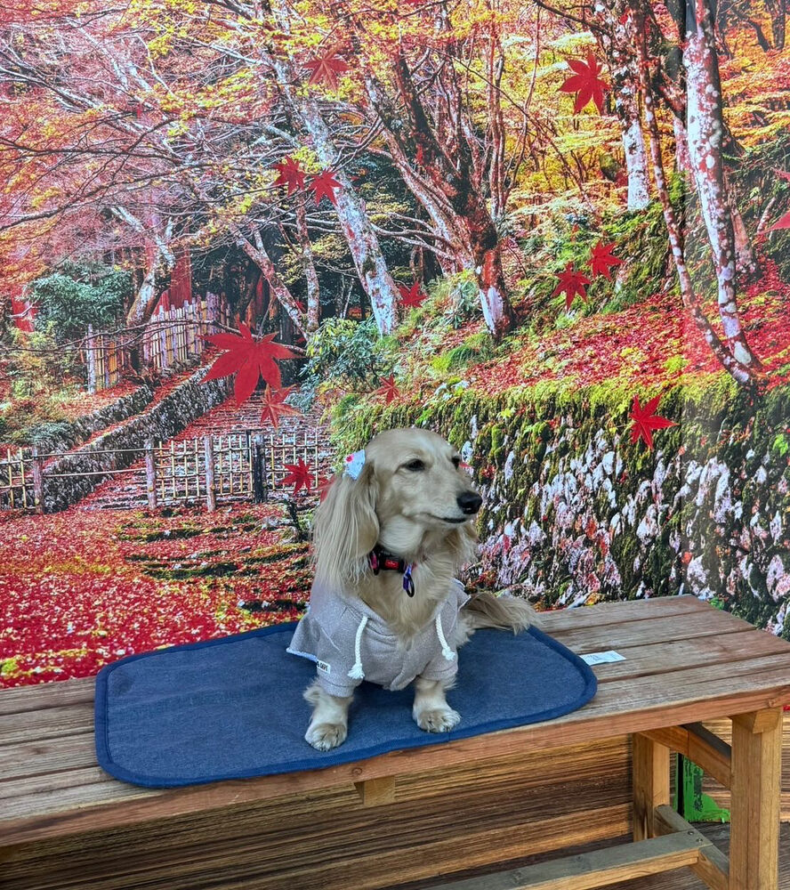 画像41528