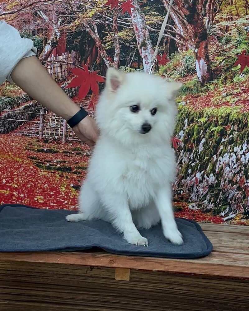 画像41783