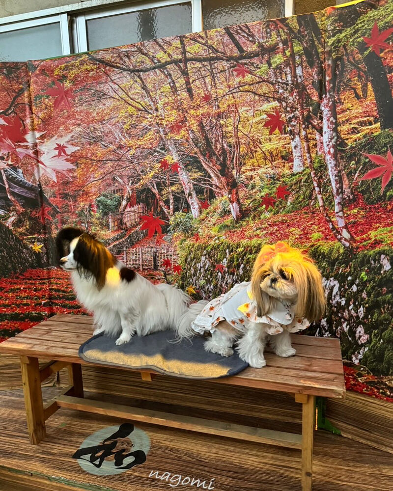 画像41836