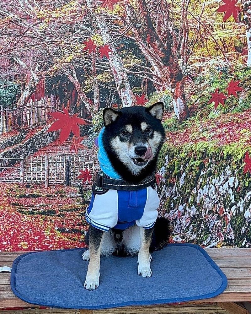 画像42093