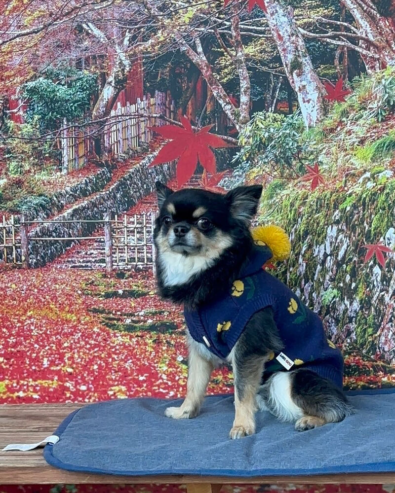 画像42113