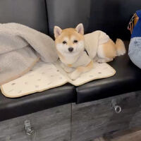画像42119