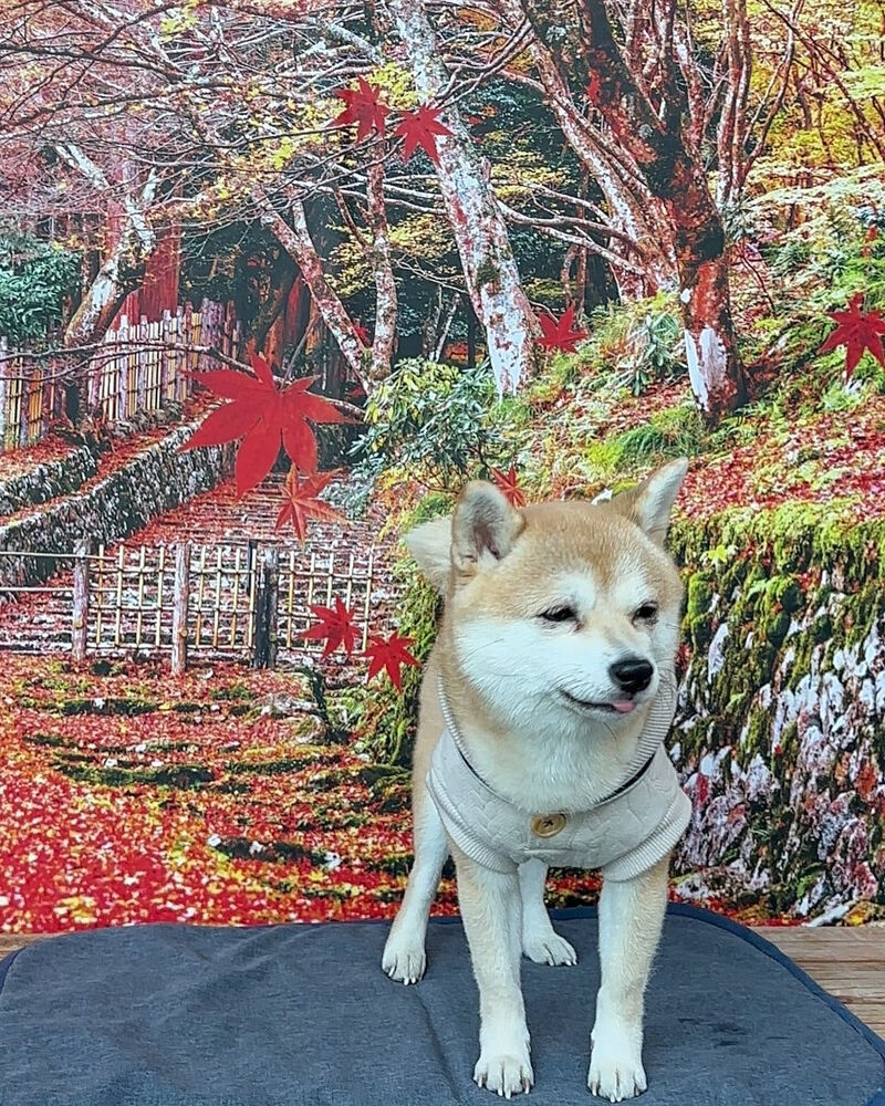 画像42124