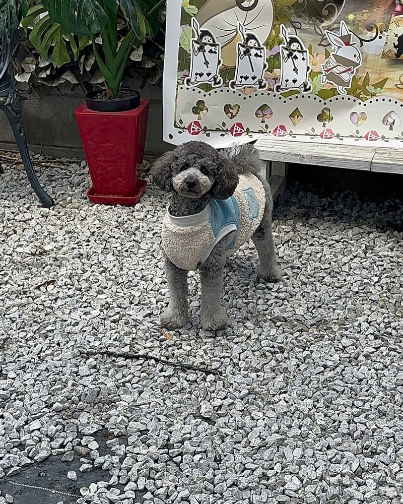 画像42663