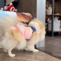 画像42737