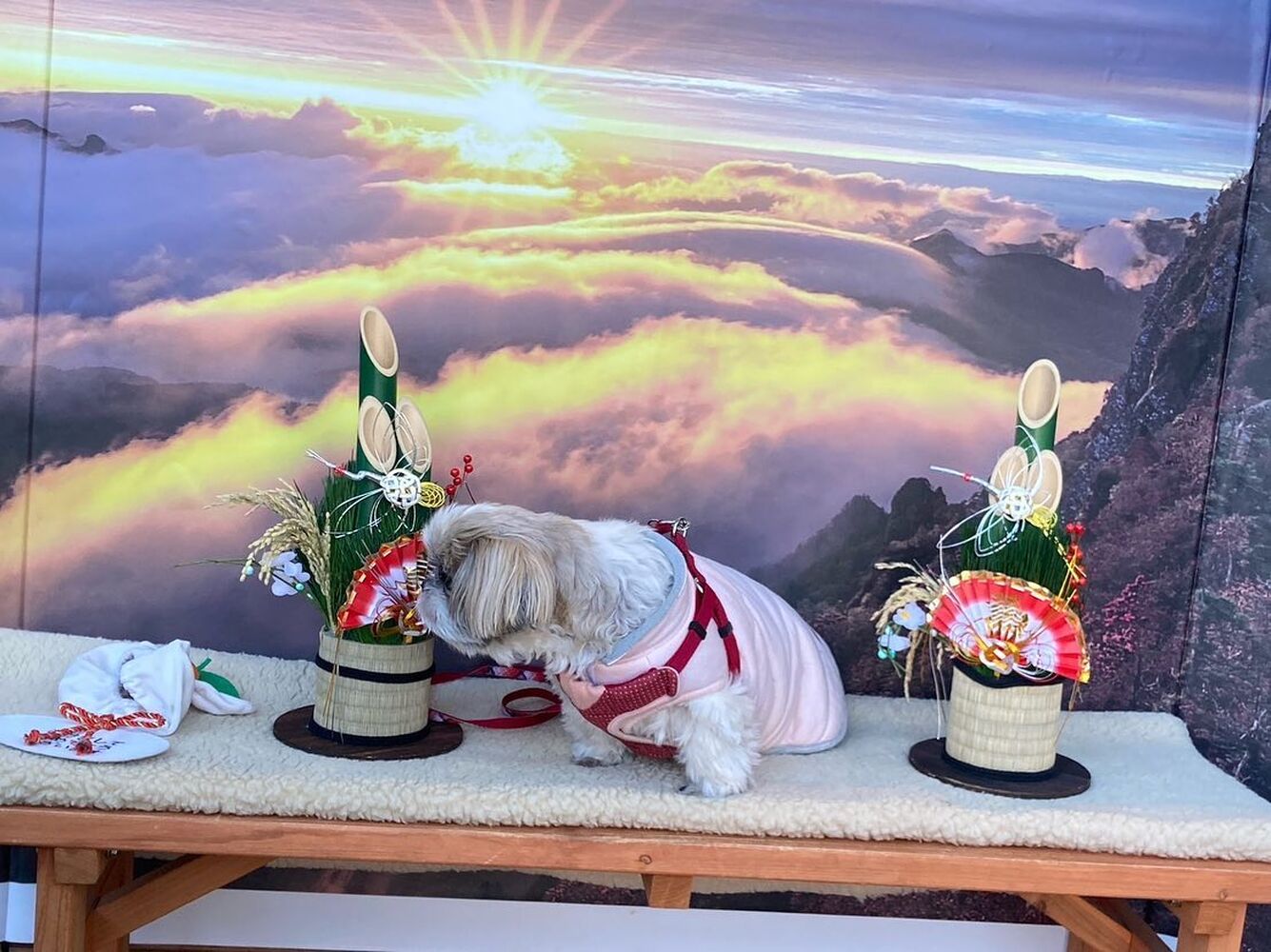 画像4294