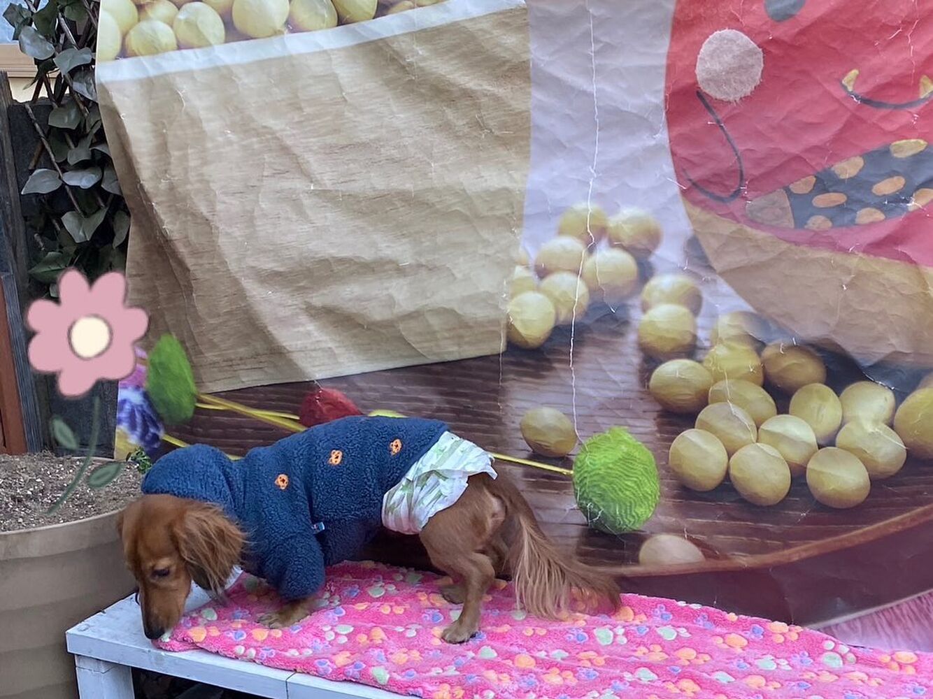 画像6052