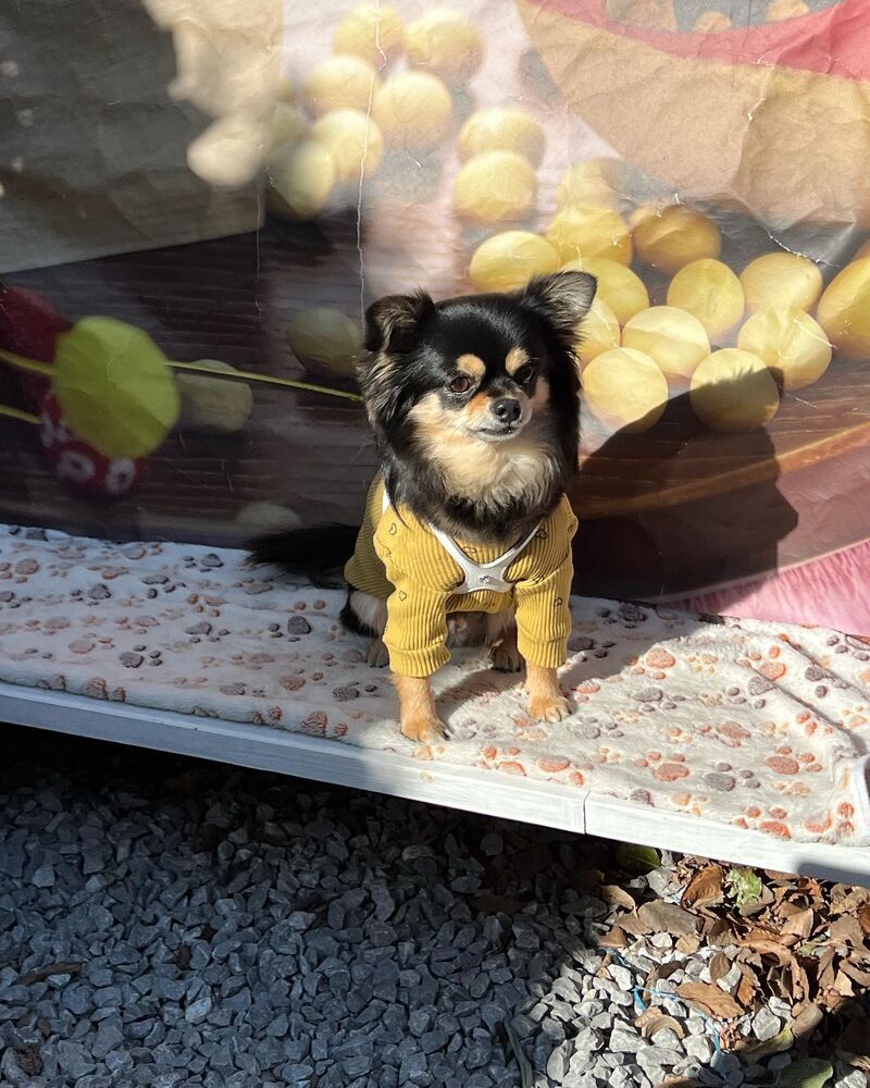 画像6656