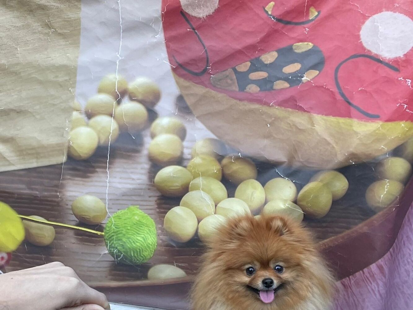 画像6919