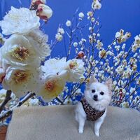 画像7332