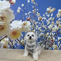 画像7878