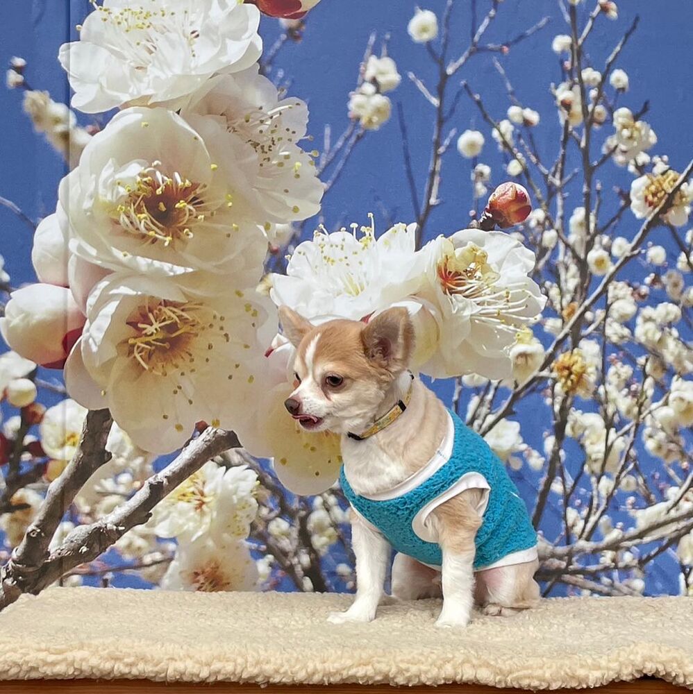 画像8208