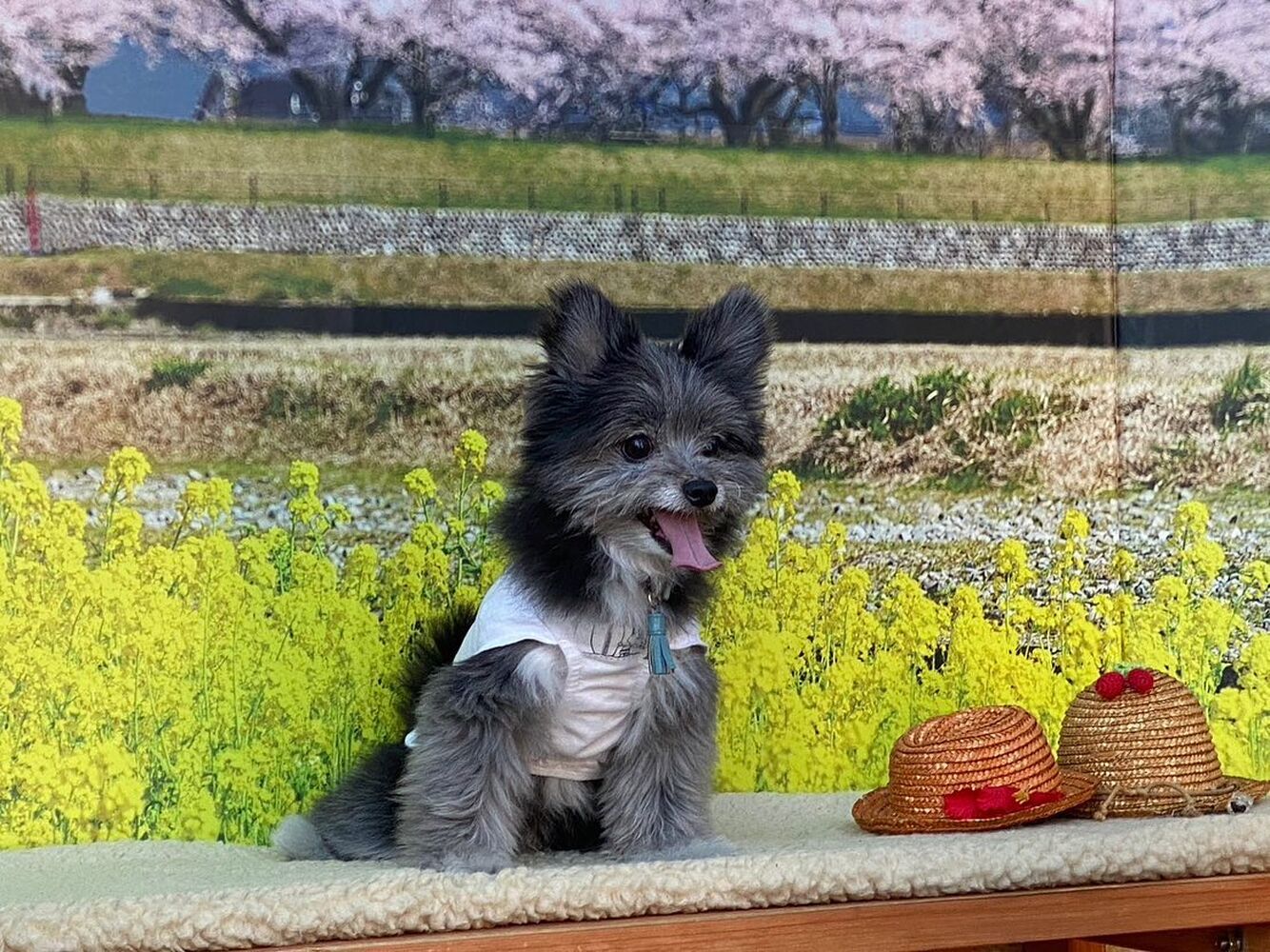 画像8543