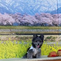 画像8544